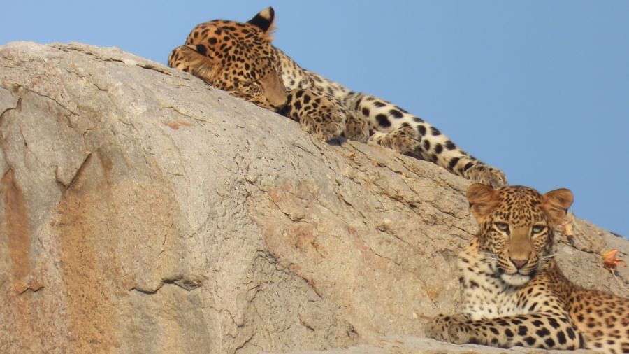 A close up two leopards laying on top of the rocks which has a backdrop of open sky