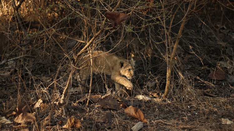 This Month in Wildlife Sightings Feb2022, Aramness 10