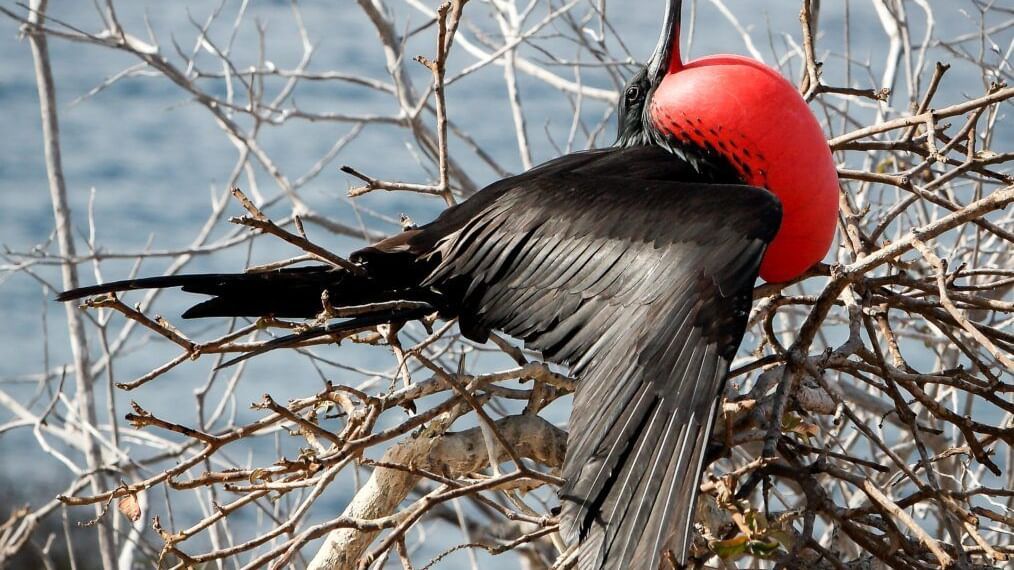 Frigate bird with a red throat pouch perched in a nest.