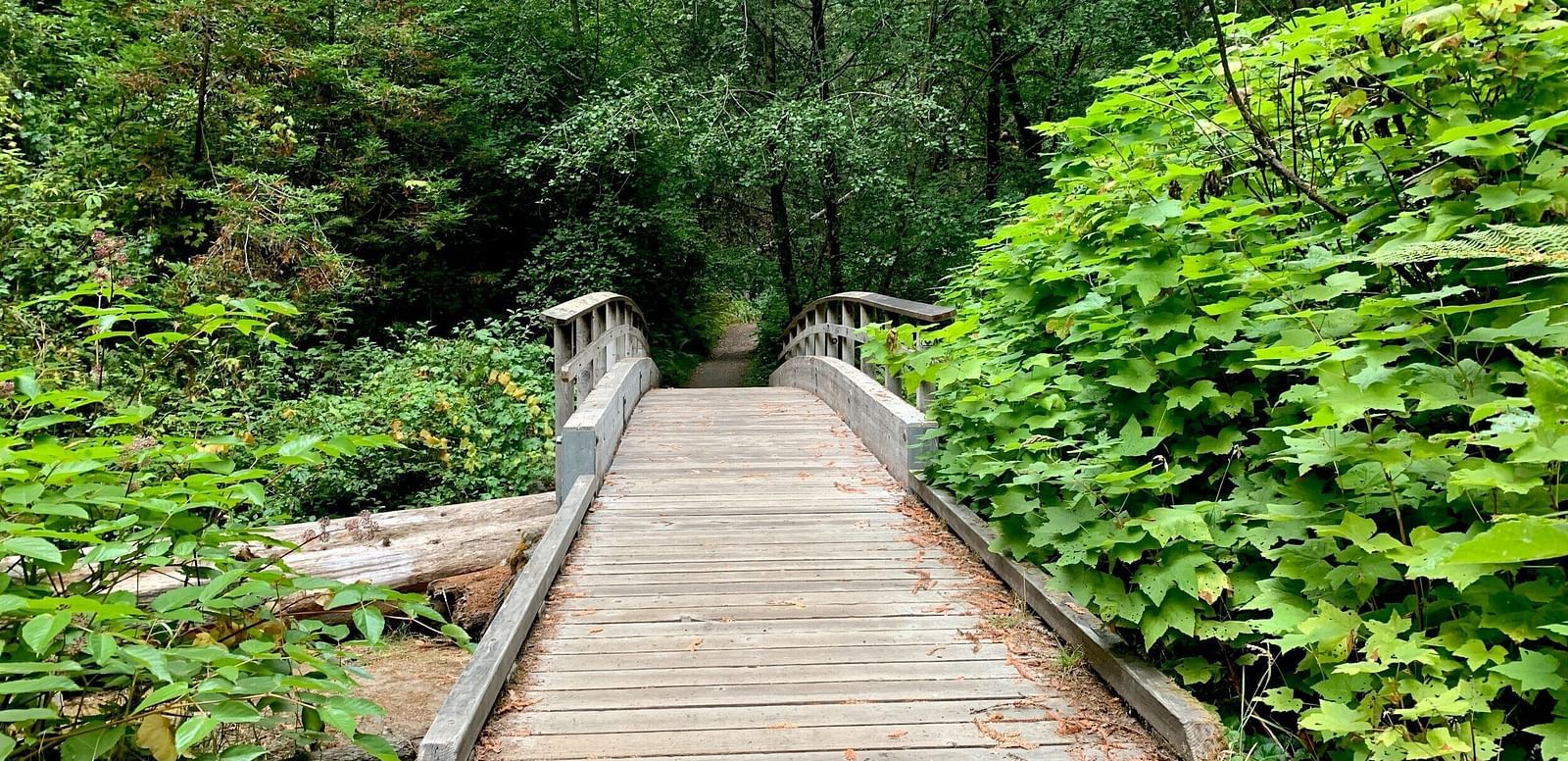 A wooden bridge spans a small gap in a lush green forest, leading into the dense trees.