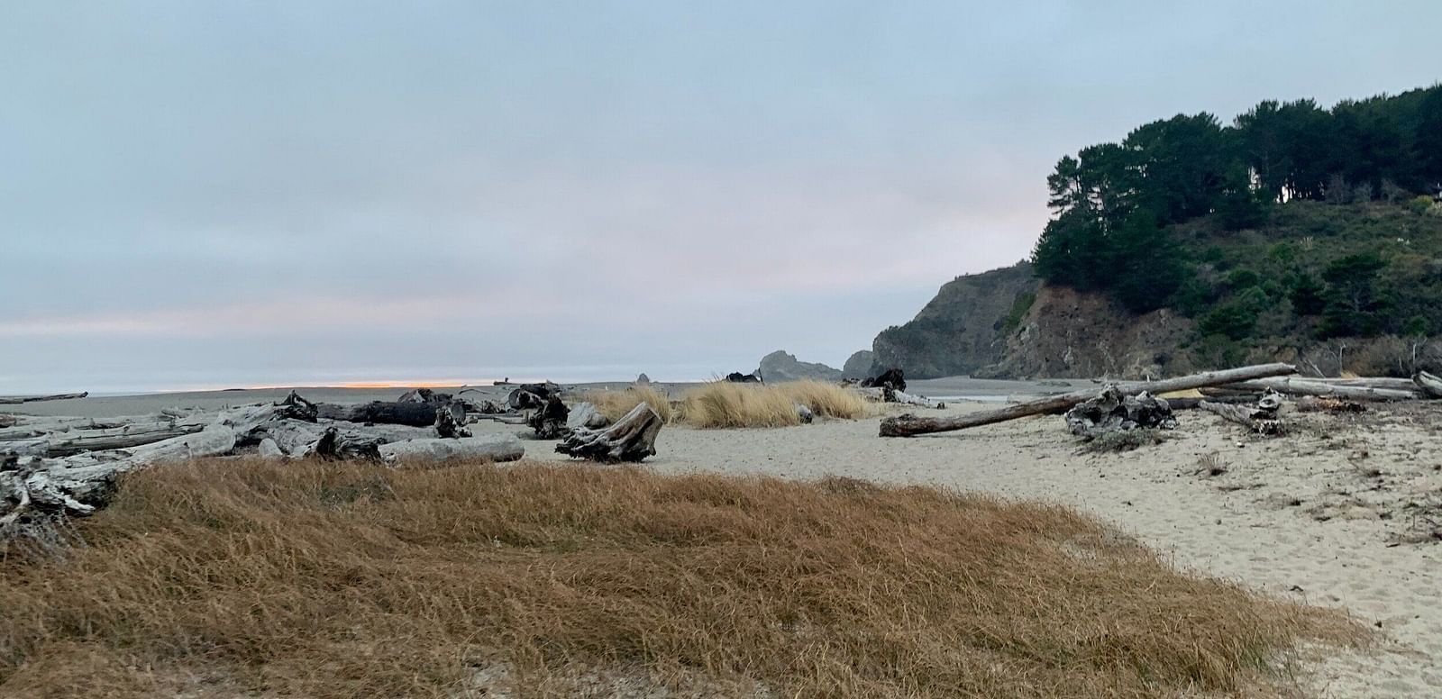 Driftwood litters a sandy beach under a cloudy sky, with a grassy hill and trees in the background.