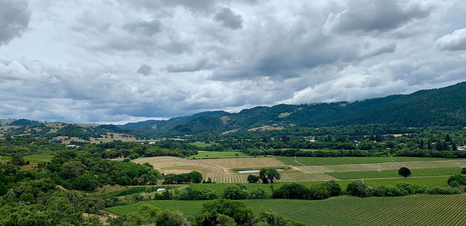 Rolling hills with vineyards and patches of trees stretch to the horizon under a vast, cloudy sky.