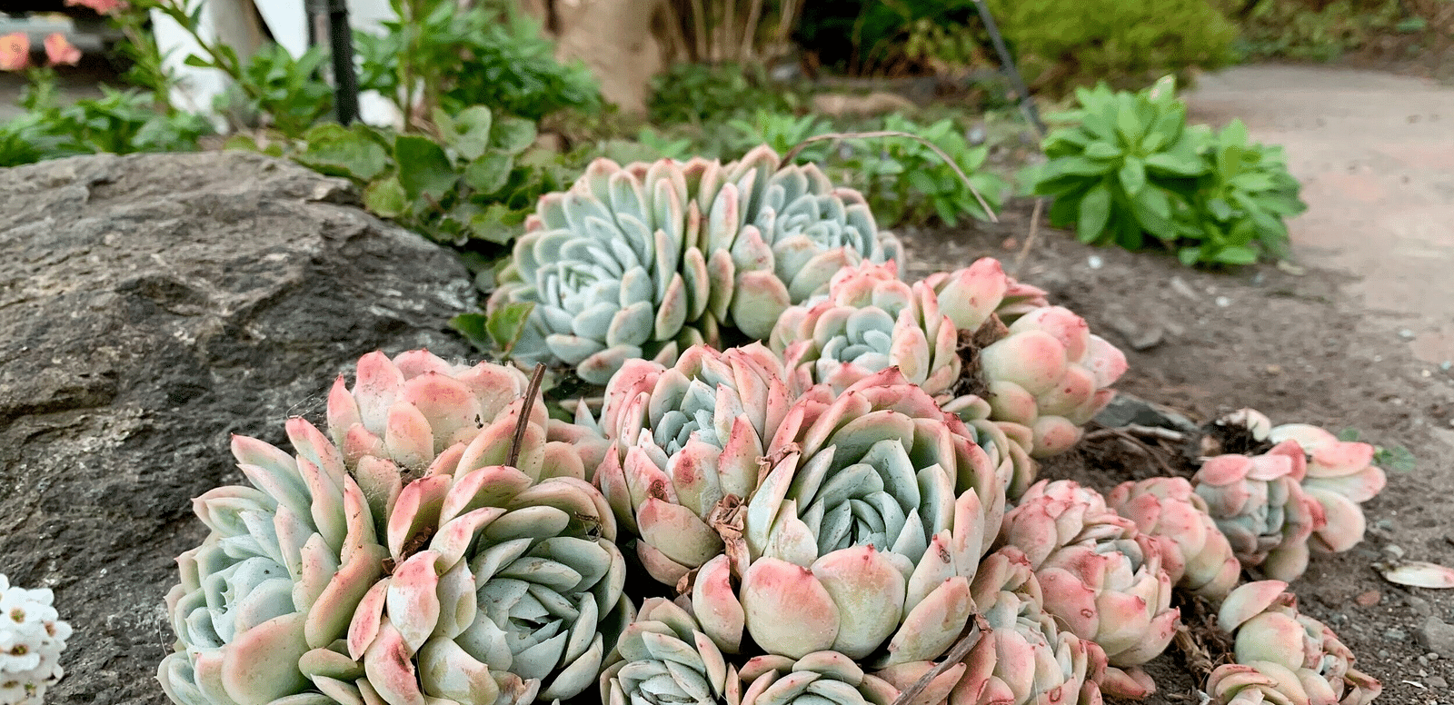 Several clusters of succulent plants with pale green and pink hues grow amongst rocks