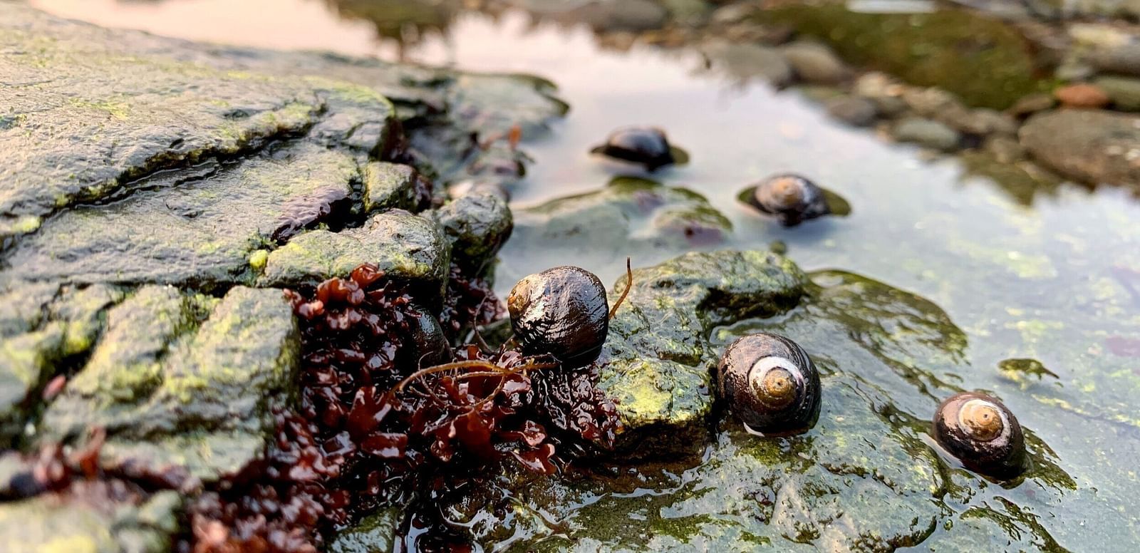 Small snails cluster on algae-covered rocks in shallow water, with reflections visible on the water's surface.