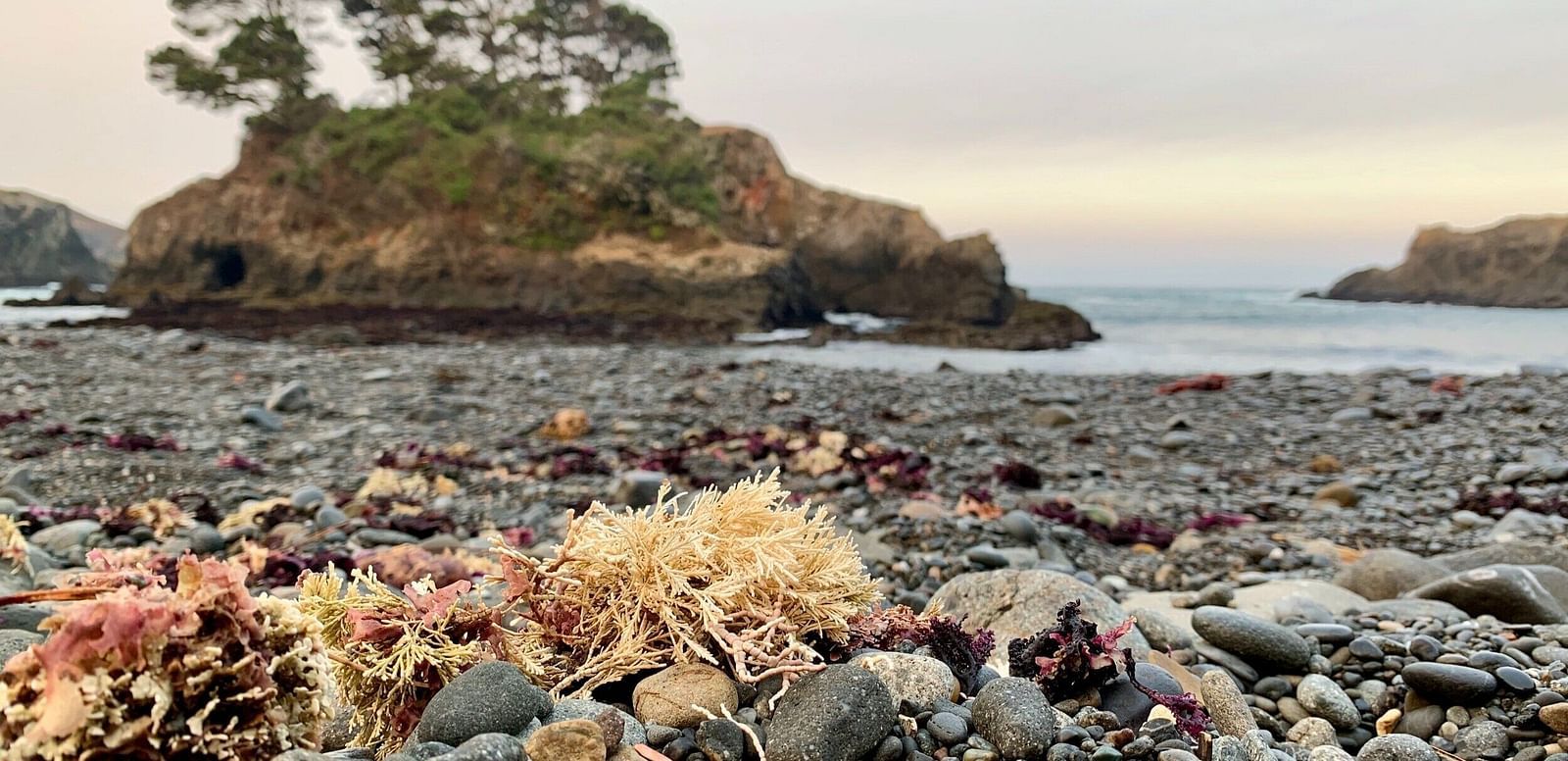 An image of a rocky beach with seaweed and pebbles, featuring the ocean and a mountain in the background