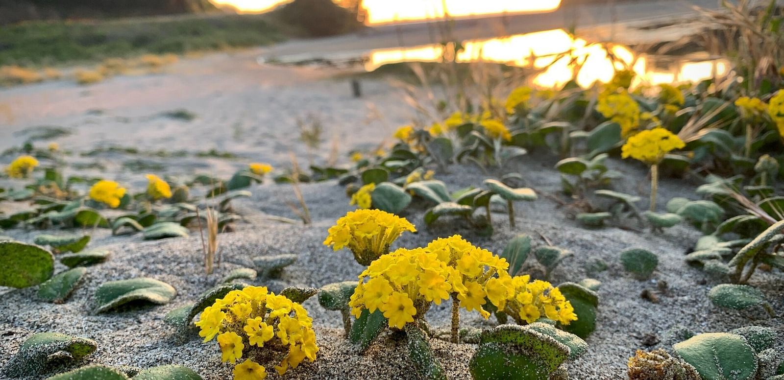 An image of flowers growing on the sandy beach with the warm glow of the sunset behind