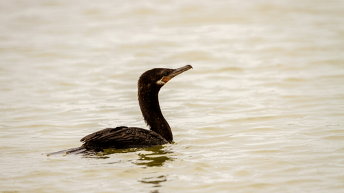 Water bird swimming peacefully on a calm lake surface.