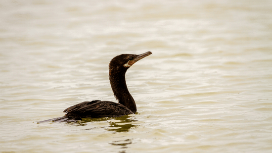 Water bird swimming peacefully on a calm lake surface.