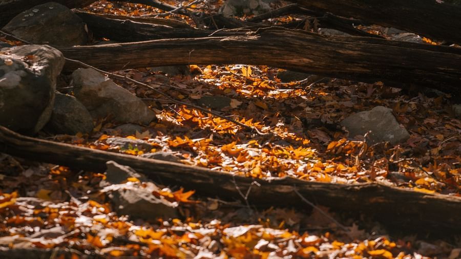 A close up of a forest ground with many dried leaves and tree roots in view.