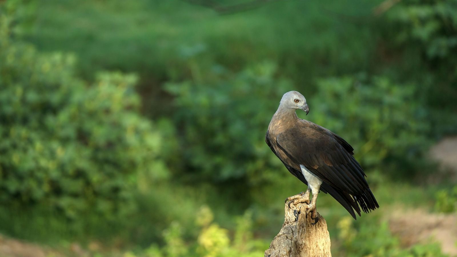 A Grey-headed Fish Eagle perched on a tree stump.