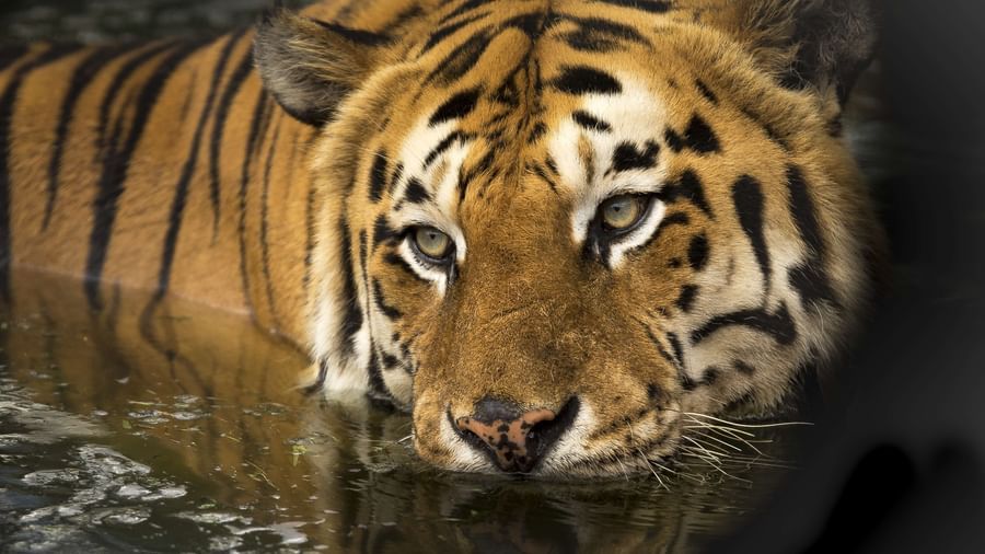 A close up of a tiger bathing in a waterhole with its head above water.