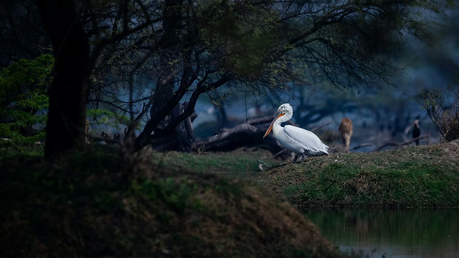 A bird stands near a water's edge, shadowed by trees. 