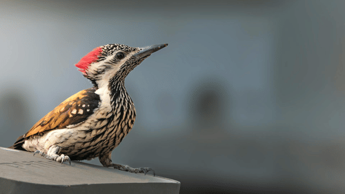 A woodpecker sitting on a smooth surface