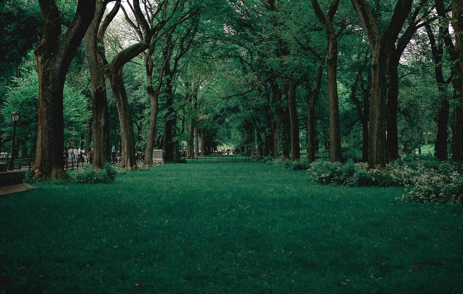 A straight path leading through a dense forest with tall, leafy trees on either side.