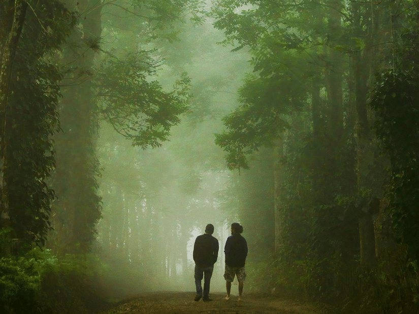 2 people walking along a misty forest path flanked by tall, dense trees in Coorg, among the best holiday destinations in Karnataka