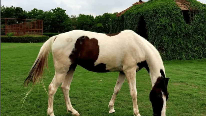 family resort jodhpur horse stable experience