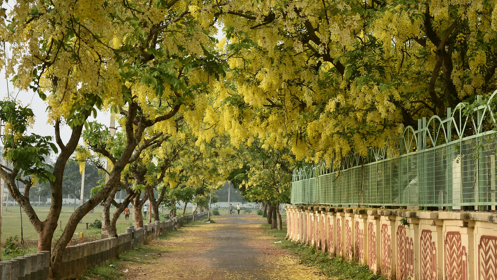 Scenic road lined with trees adorned with yellow hanging flowers, creating a canopy over the sky, with a wall on one side and people walking on the road