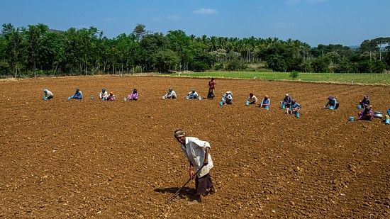 Farming of the fields by the tribal community at Bandipur 