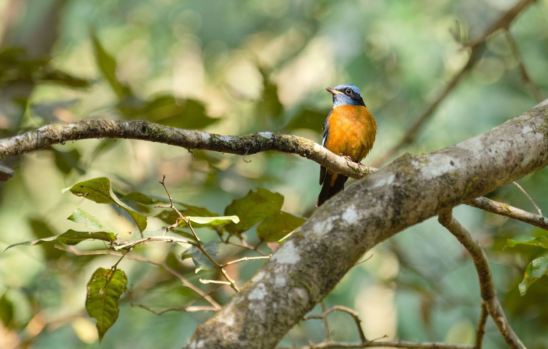Blue-capped Rock Thrush on a branch with green foliage.