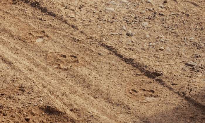 cheetah-tracks