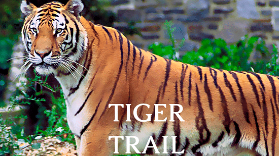 The Bungalows  Tiger trail