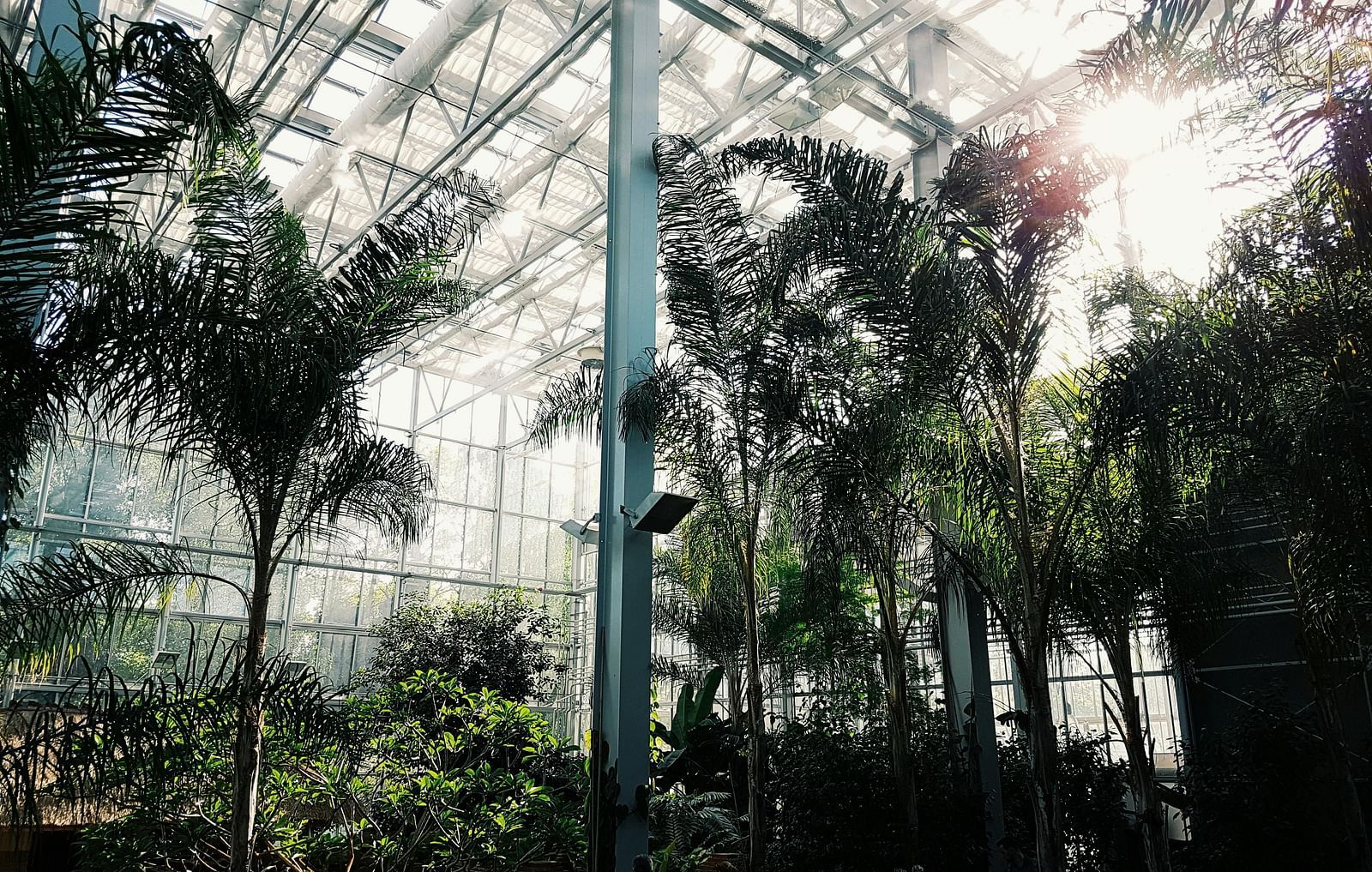 Interior of a large glasshouse with tropical plants and a structural framework visible.
