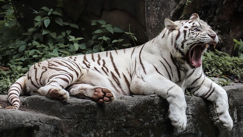 A majestic white tiger roaring