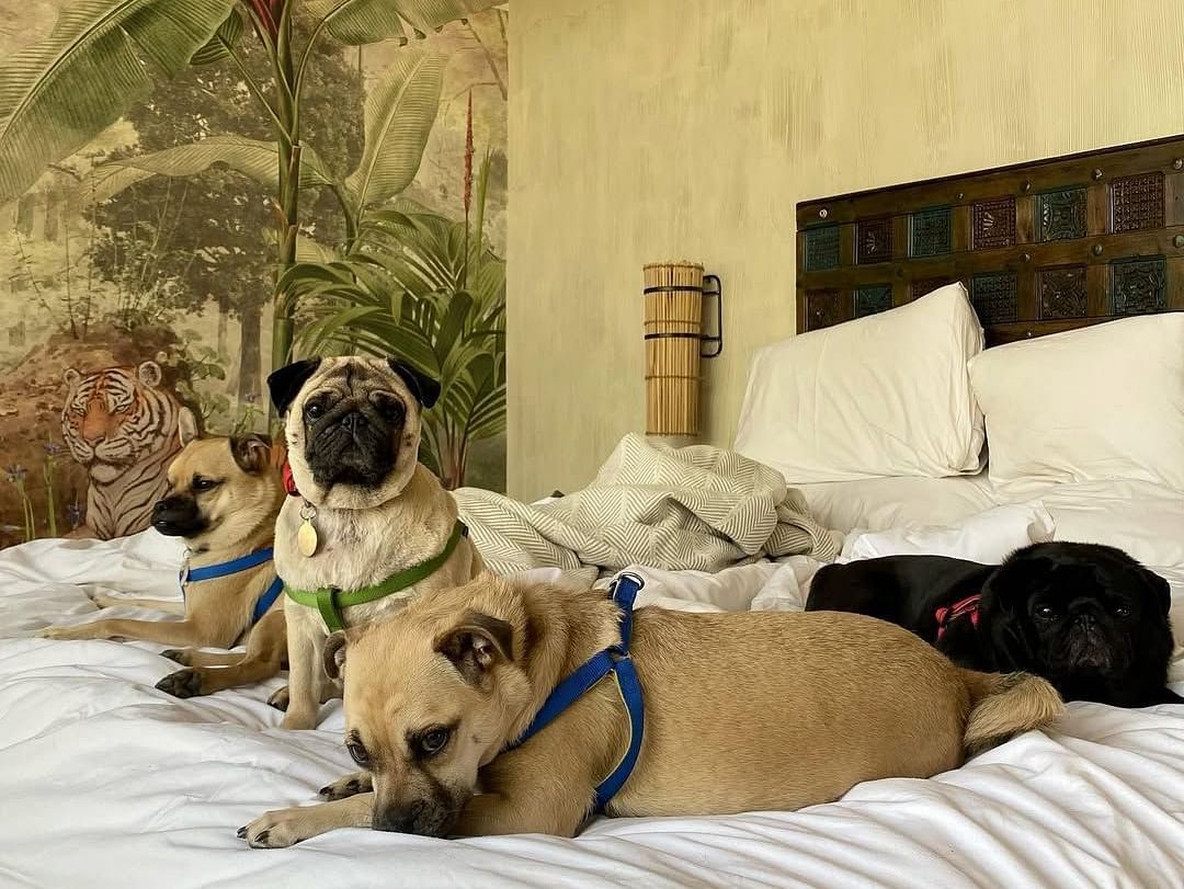 Two dogs, one appearing to be a pug, are resting on a bed in a room with a decorative wall hanging - Utsav Camp, Sariska