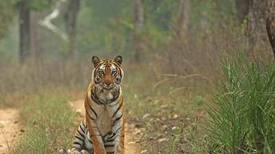 Tiger at Madhya Pradesh Jungle Safari