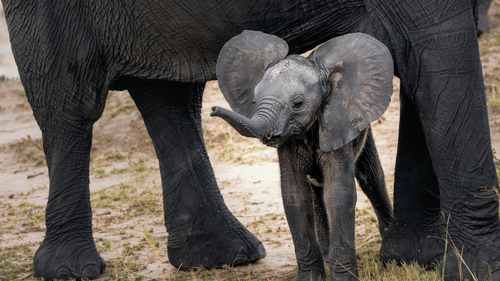 An elephant walking with its calf below it looking into the distance.