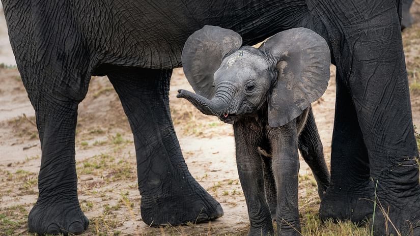 an elephant walking with its calf below it looking into the distance