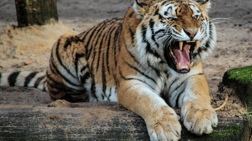 Bengal tiger lying on the ground with an expressive open mouth.