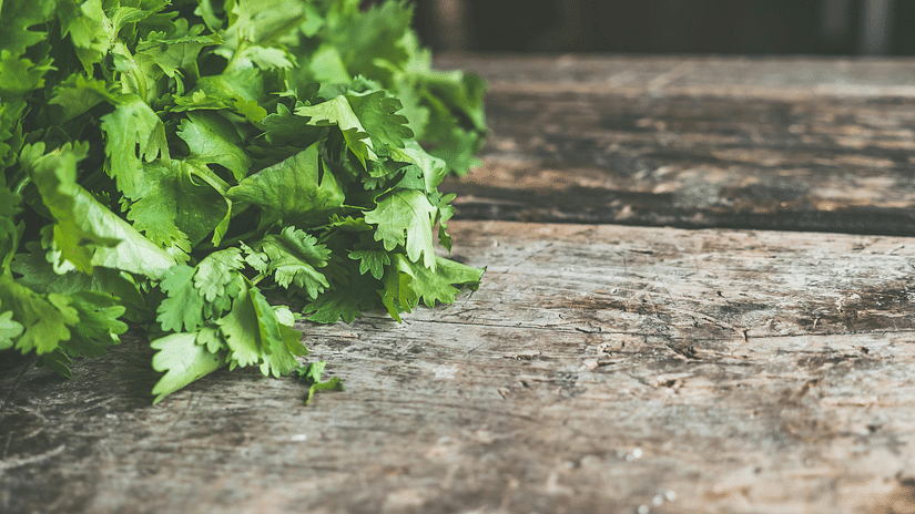 Fresh green coriander leaves on a weathered wooden surface, textured background, natural light.