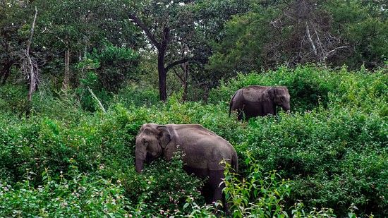 Two Asian elephants partially hidden by dense green foliage in their natural forest habitat.