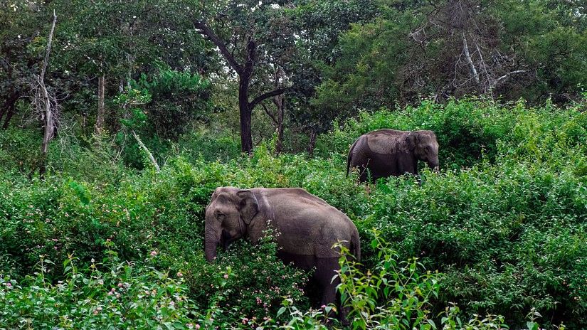 Two Asian elephants partially hidden by dense green foliage in their natural forest habitat