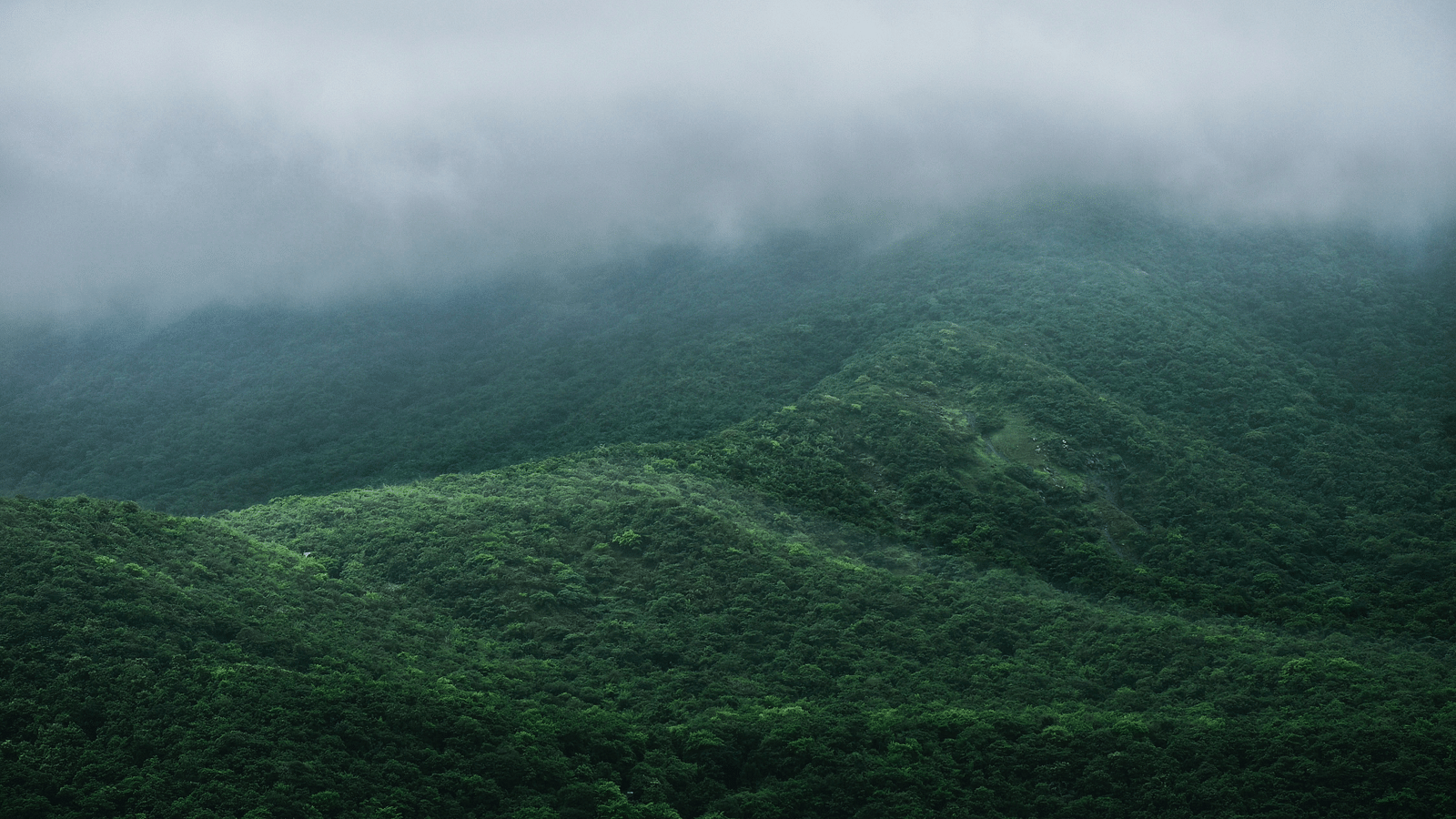 an image of a serene view of Mist-filled hills 