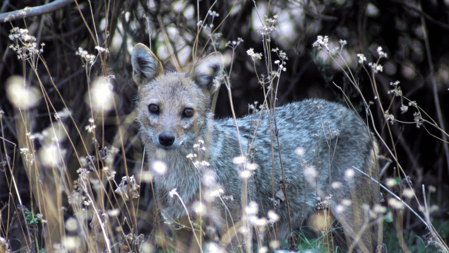 A wild jackal or fox peering through dry foliage and wild plants in the forest.