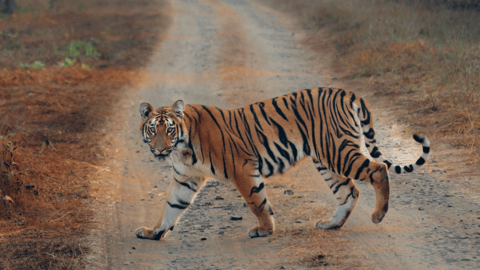 A Bengal Tiger crossing a dirt track through a dense forest.