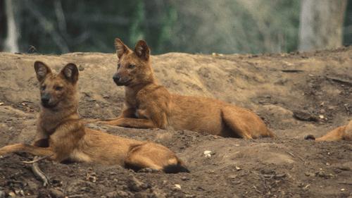 Dhole group 6x4