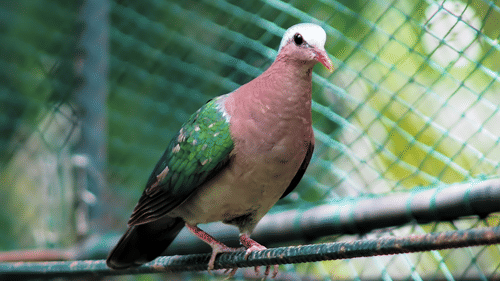 A bird with a mix of green and black wings