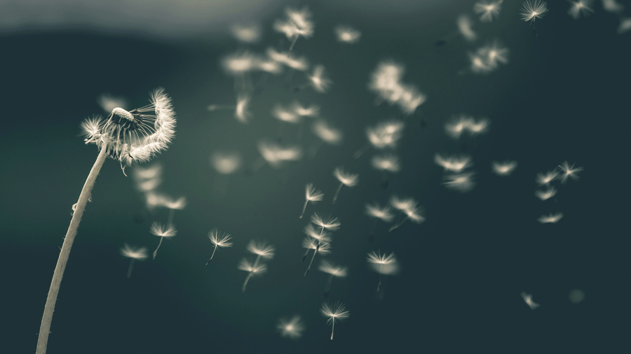 a close up shot of a flower with its petals flying away in the wind