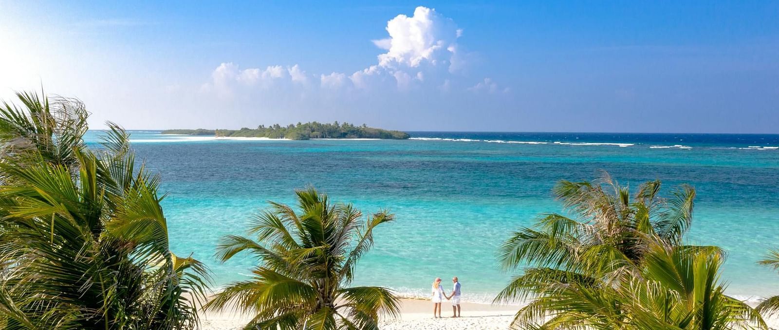 coconut trees on white sand beach in andamans island