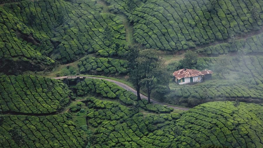 An aerial view of a building surrounded by green tea plantations.