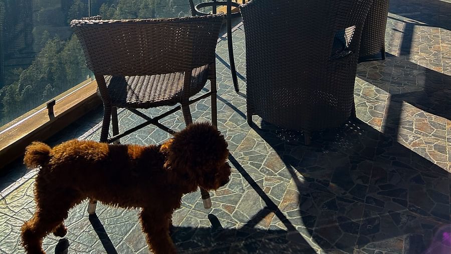 Cosy balcony with chairs at Aranya Retreat, Mashobra overlooking green hills and a peaceful pine forest.