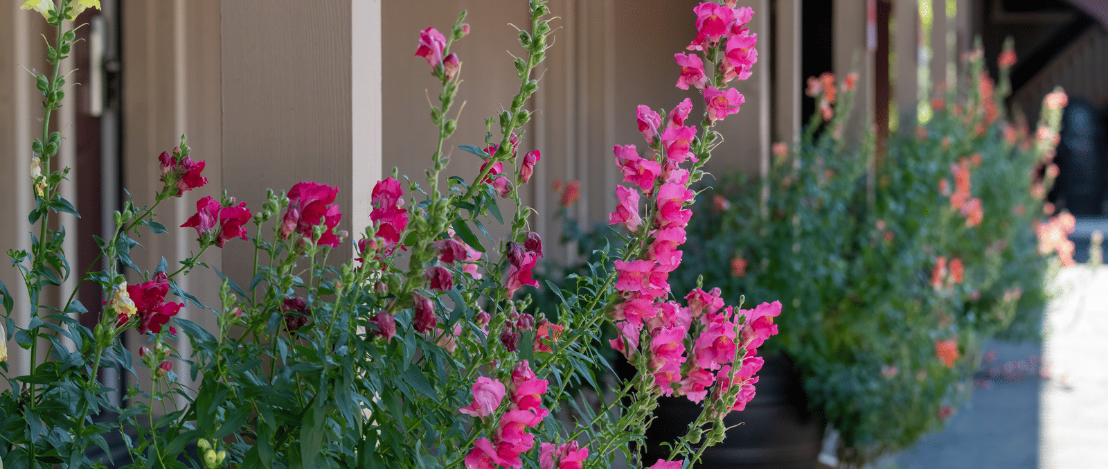 A close-up of vibrant pink flowers blooming near a building's entrance or porch - Amador Hotel