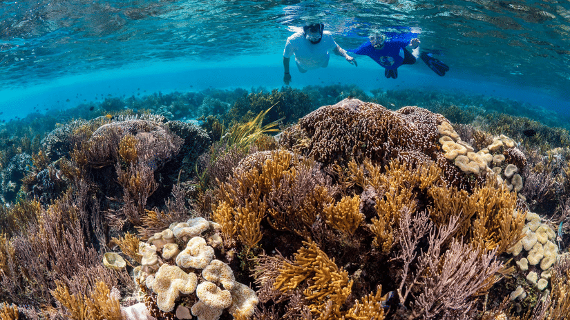 2 snorkelers swim at the surface above a dense and colourful coral garden in shallow water.