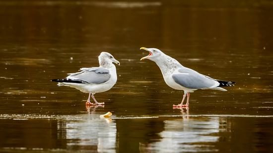 An image of two birds near a lake