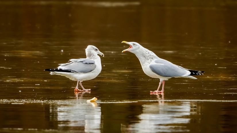 An image of two birds near a lake