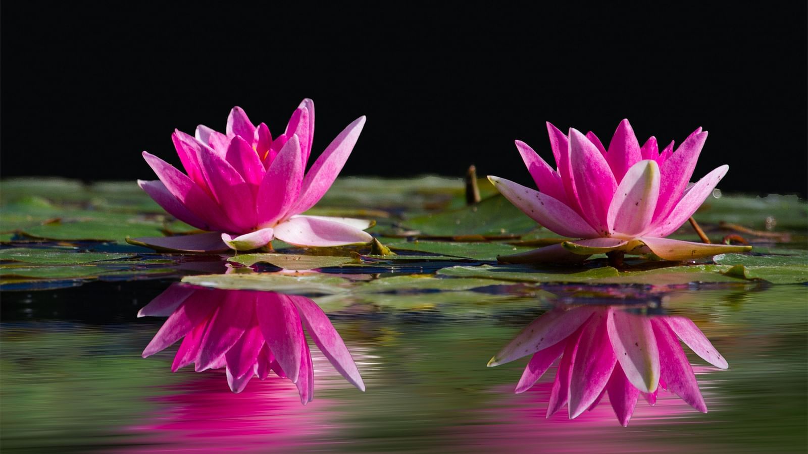two budding lotus flowers in a waterbody