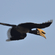 An Oriental pied hornbill with black plumage and a large yellowish casque bill flying against a clear blue sky.